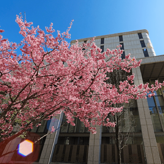 Soka Gakkai International